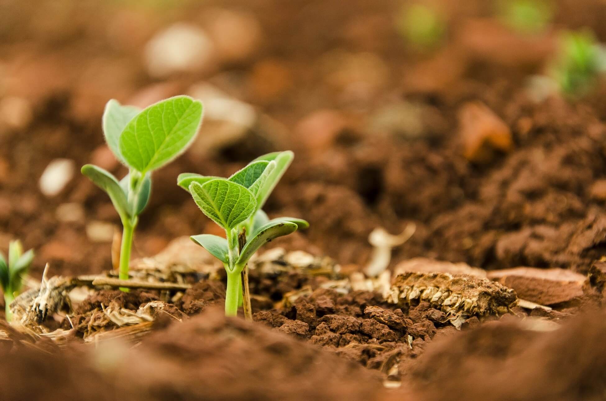 Como fica o mercado de carbono com a reforma tributária?