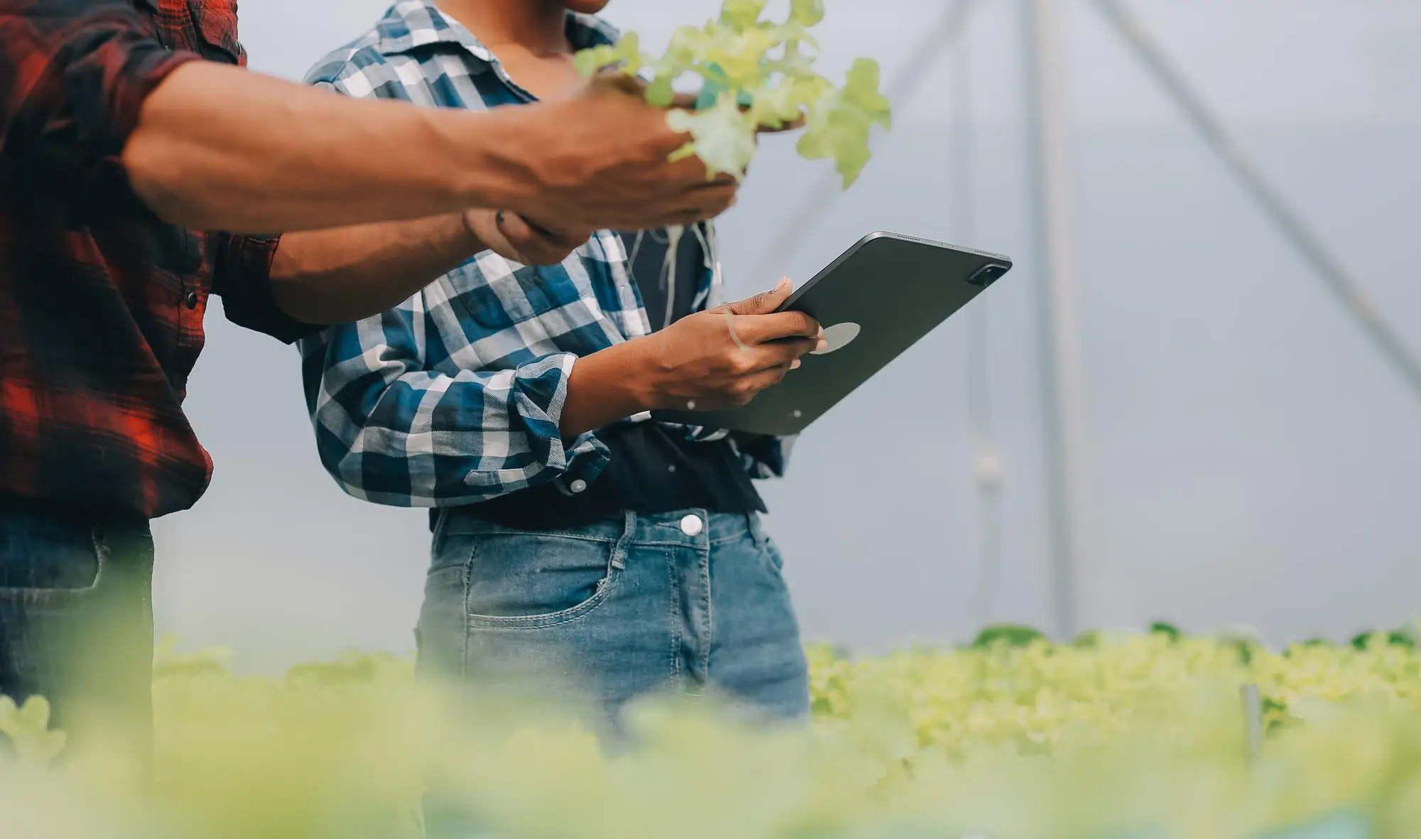 5 motivos para investir em um software para gestão agrícola